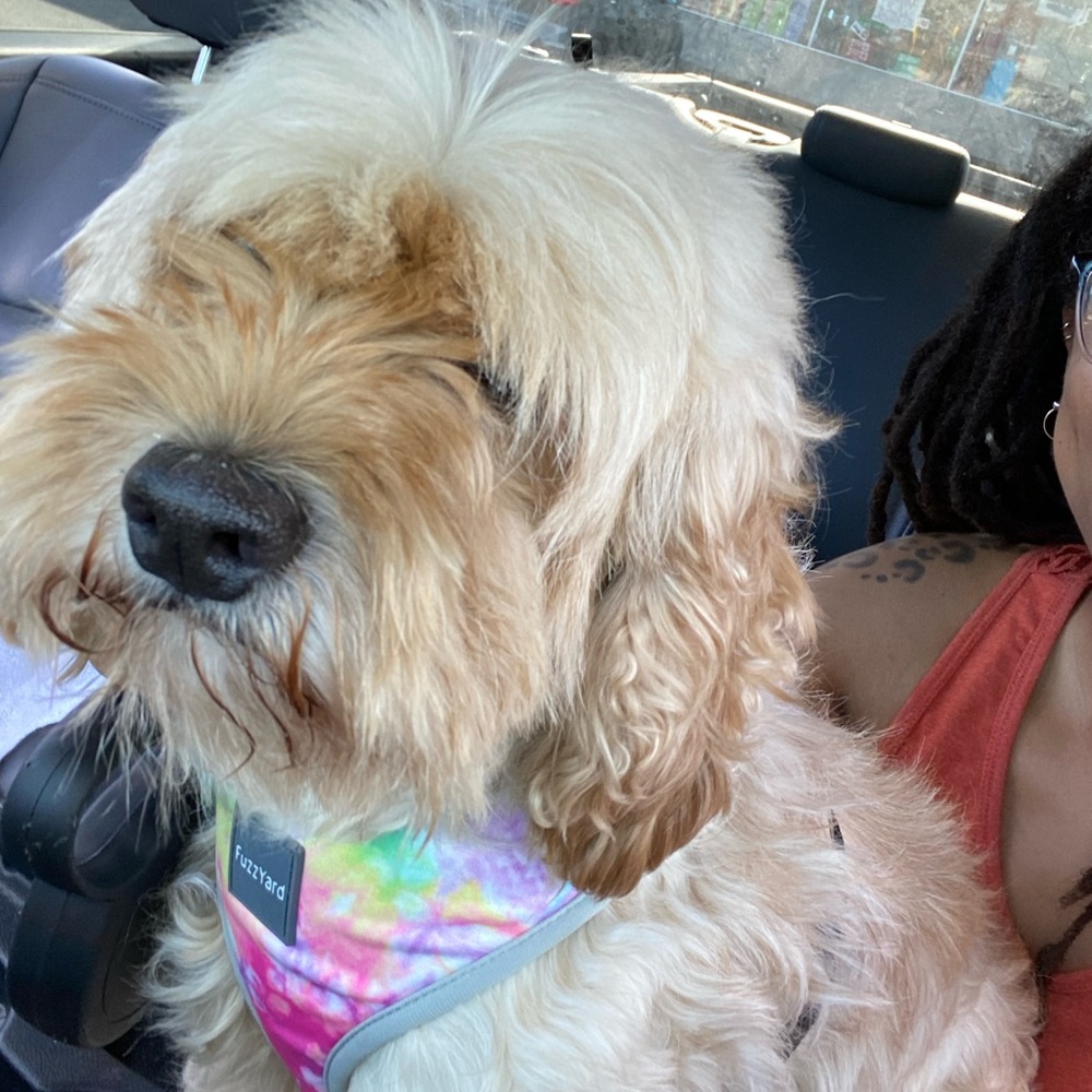 Meet your Posher, Candice